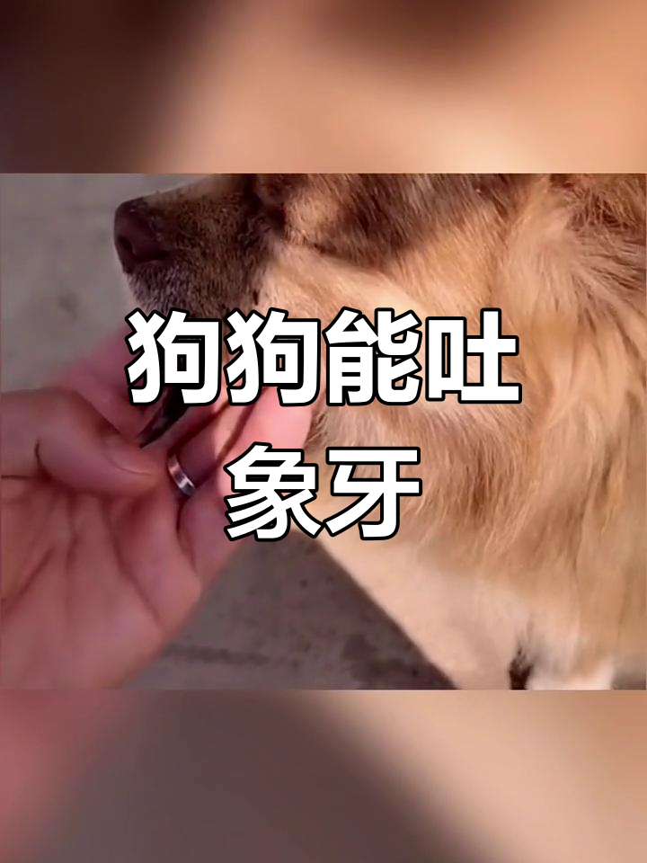 狗嘴吐象牙,水里夹鲨鱼!这只狗太神奇了