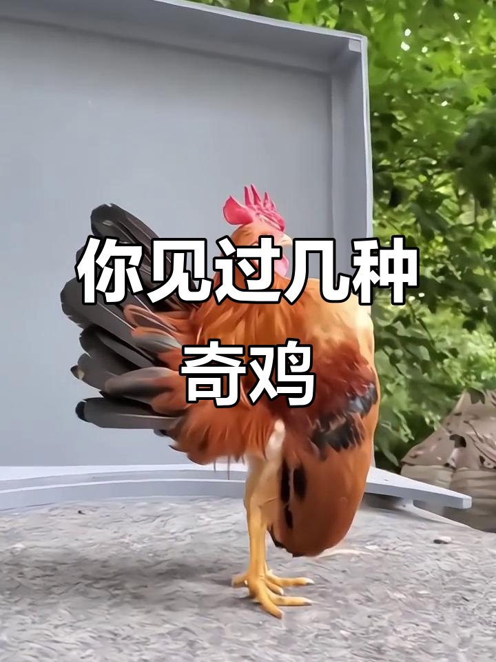 20种奇特鸡类大揭秘,你了解多少?