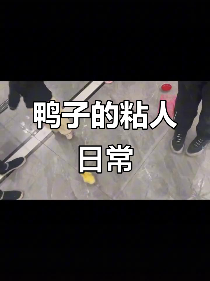 小鸭子出笼后,一直跟着她转圈,怎么赶都不肯离开!