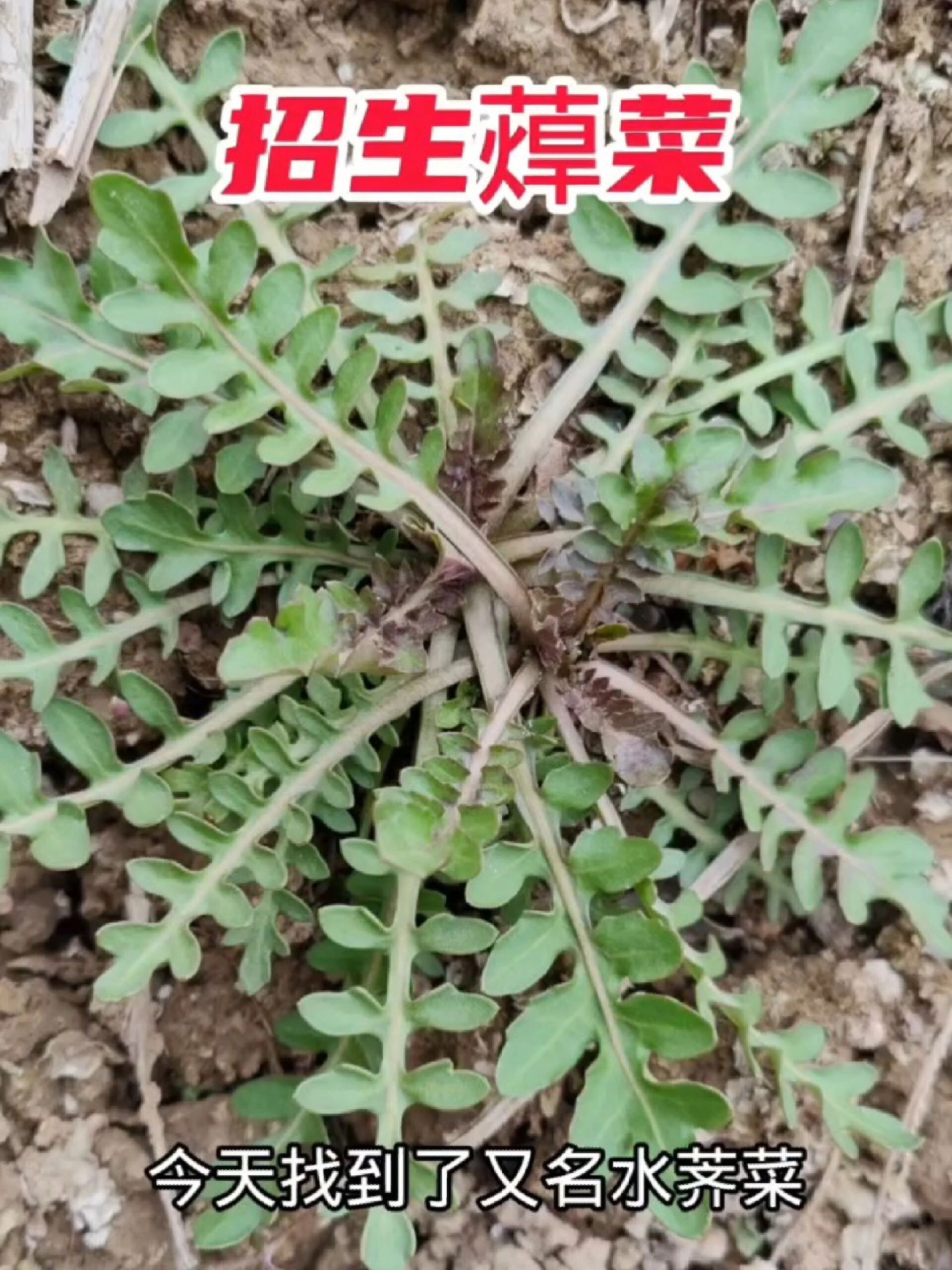 沼生蔊菜又名水荠菜,作为野菜鲜香、营养