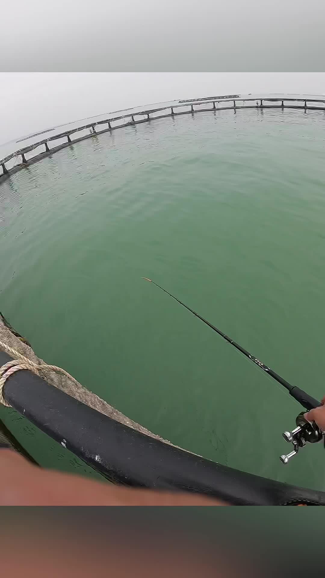 好久没钓到过大鱼咯,手瘾,鱼又小条,点办好哦 鱼排筏钓 海筏 海钓 黑鲷