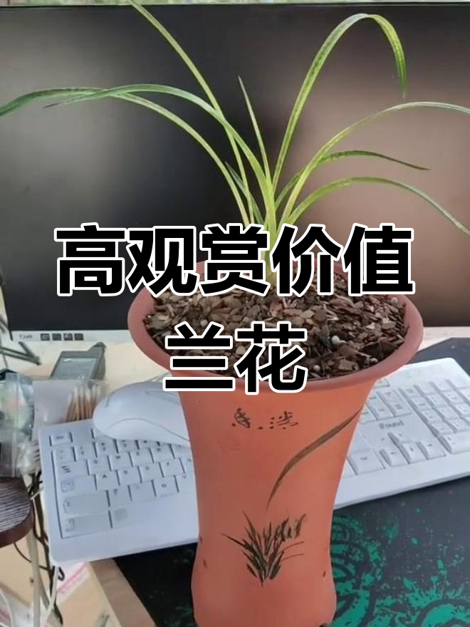 春兰蛇皮斑吻仔鱼:日本蓝草叶珍品