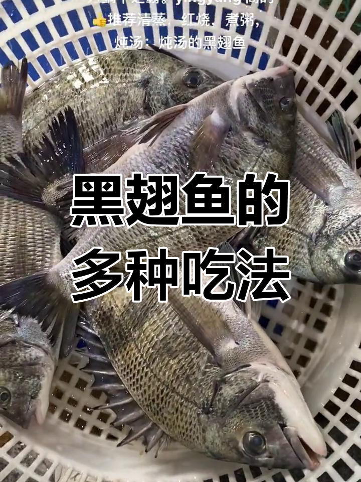 黑翅鱼:清蒸、红烧等多种做法推荐