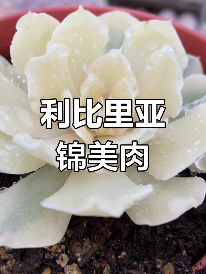 露养利比里亚锦,美丽多肉展示