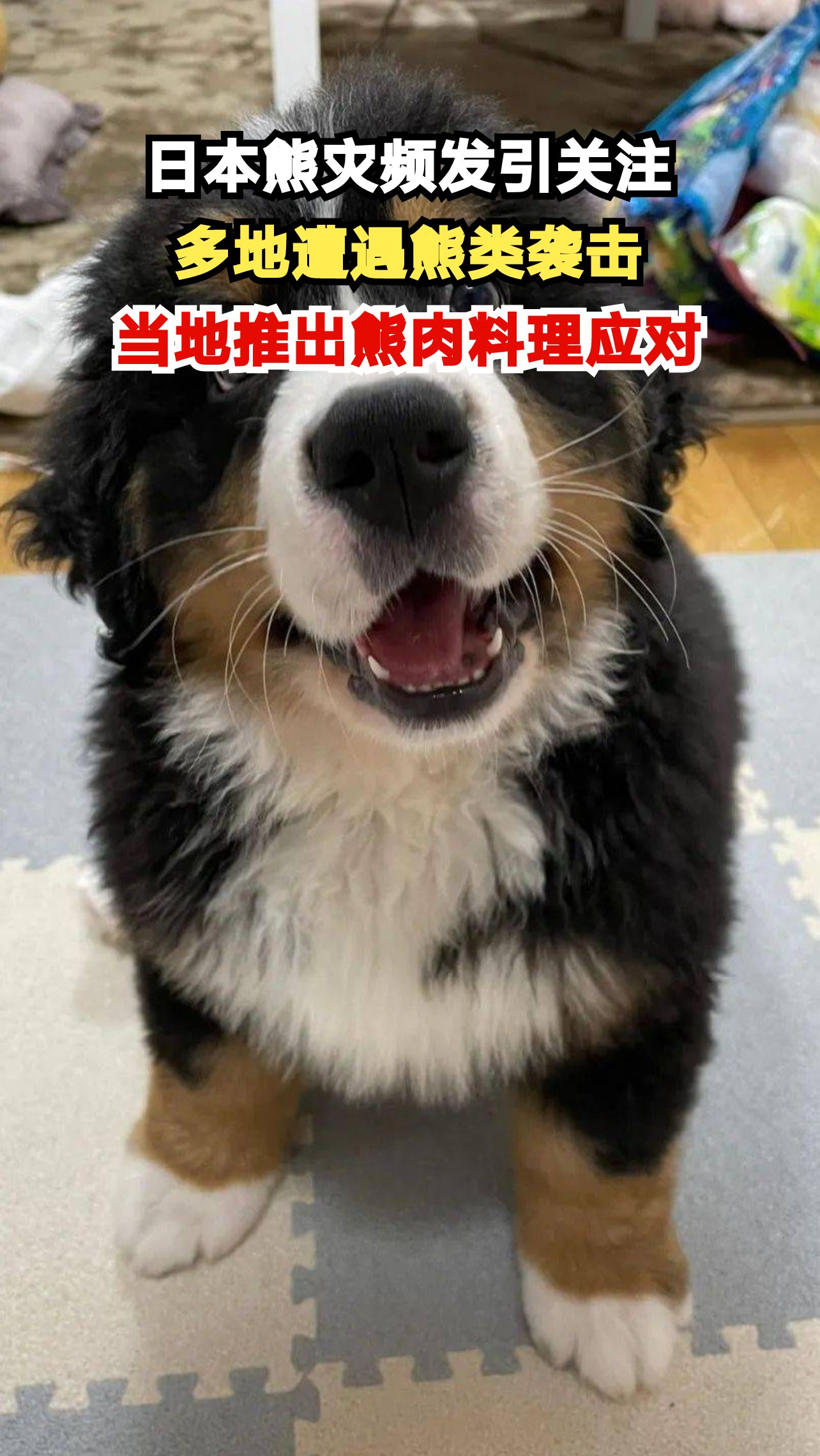 日本熊灾频发引关注,多地遭遇熊类袭击,当地推出熊肉料理应对