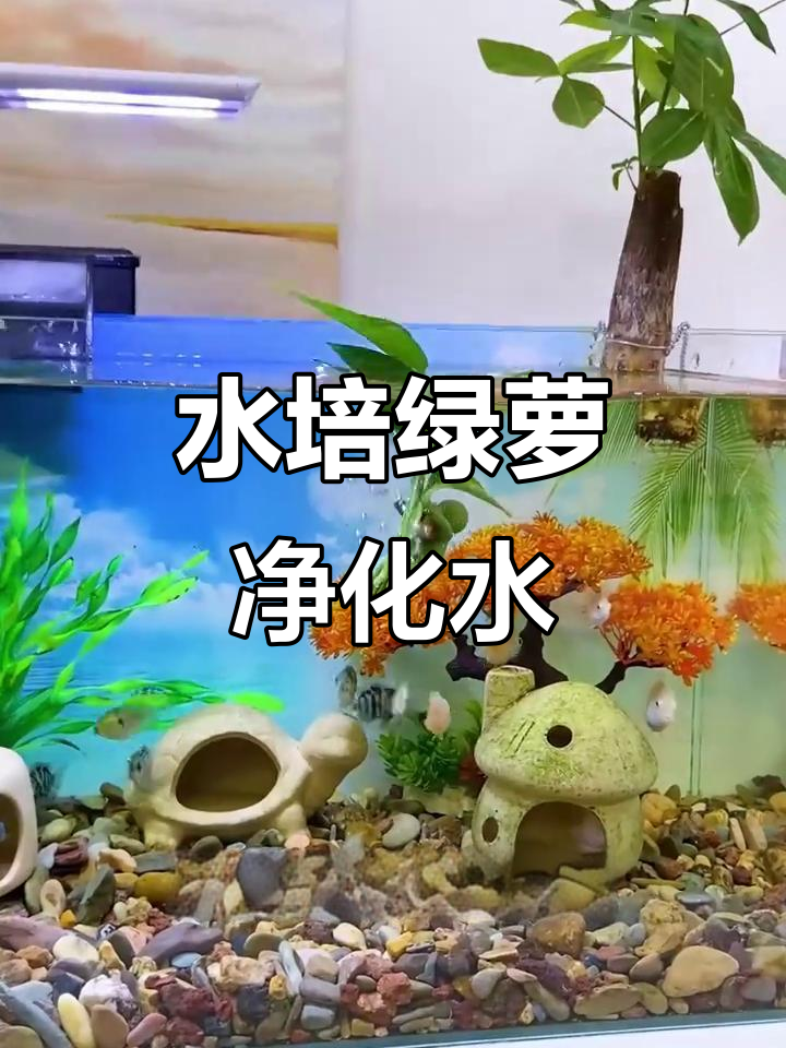 鱼缸里放绿萝,水质竟然变好了!