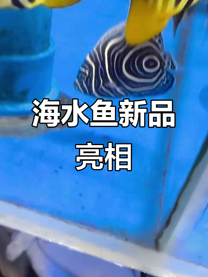 海水新宠,蓝纹鱼惊艳登场!
