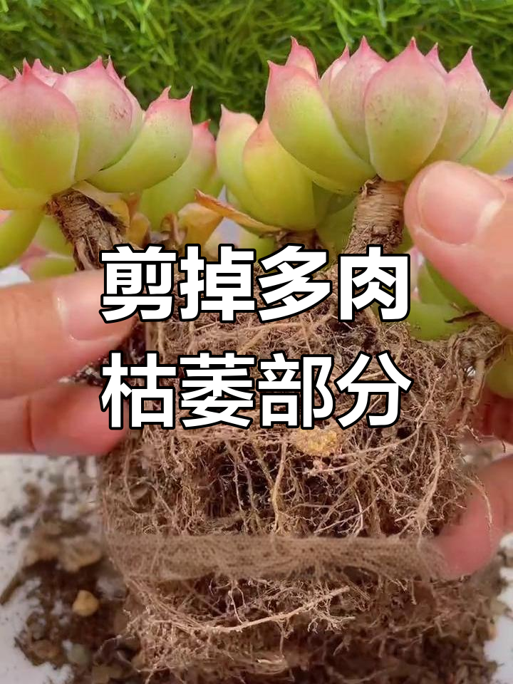 多肉杆子干瘪萎缩,如何修剪拯救