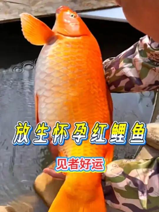 小姐姐放生怀孕红鲤鱼，一年后鲤鱼带全家报恩！