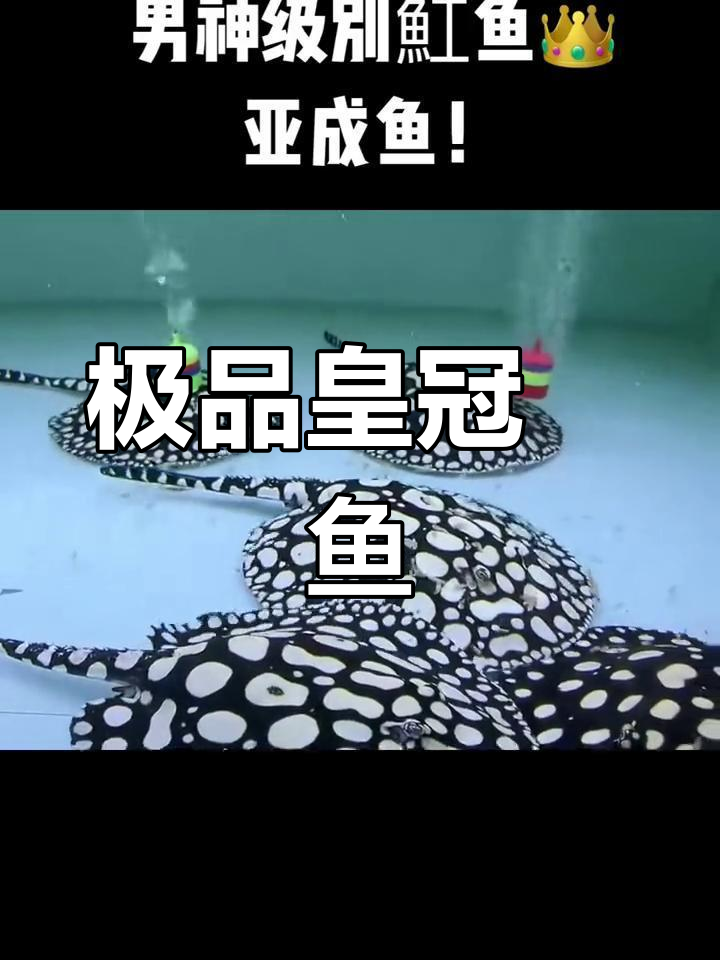 黑白魟鱼,极致观赏体验