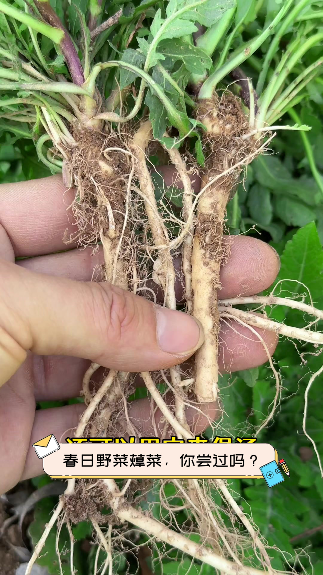 春日野菜蔊菜,你尝过吗?