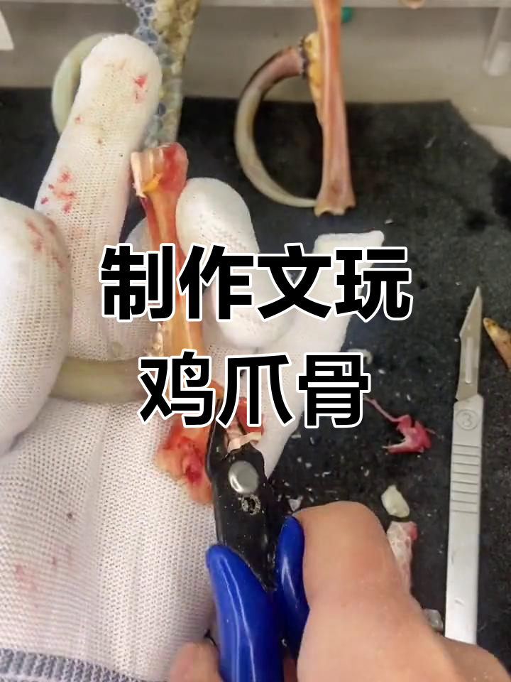 如何用鸡爪骨做手把件,简单教程来啦!