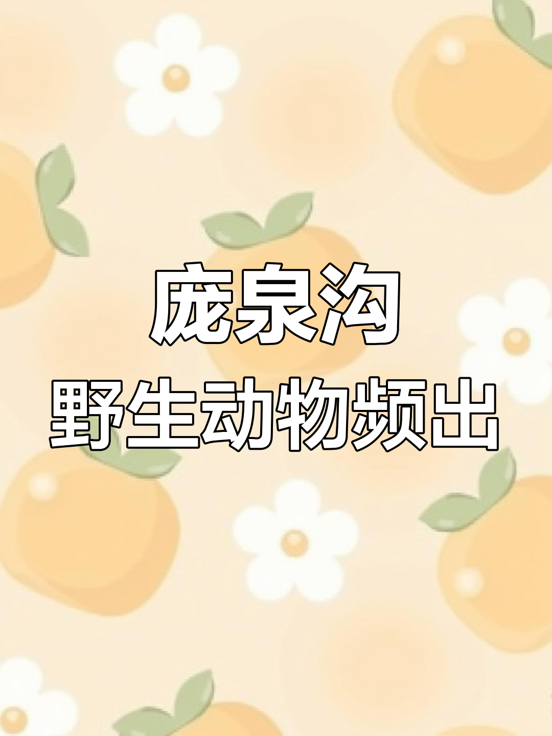 山西庞泉沟野生动物大赏:褐马鸡、华北豹频频现身