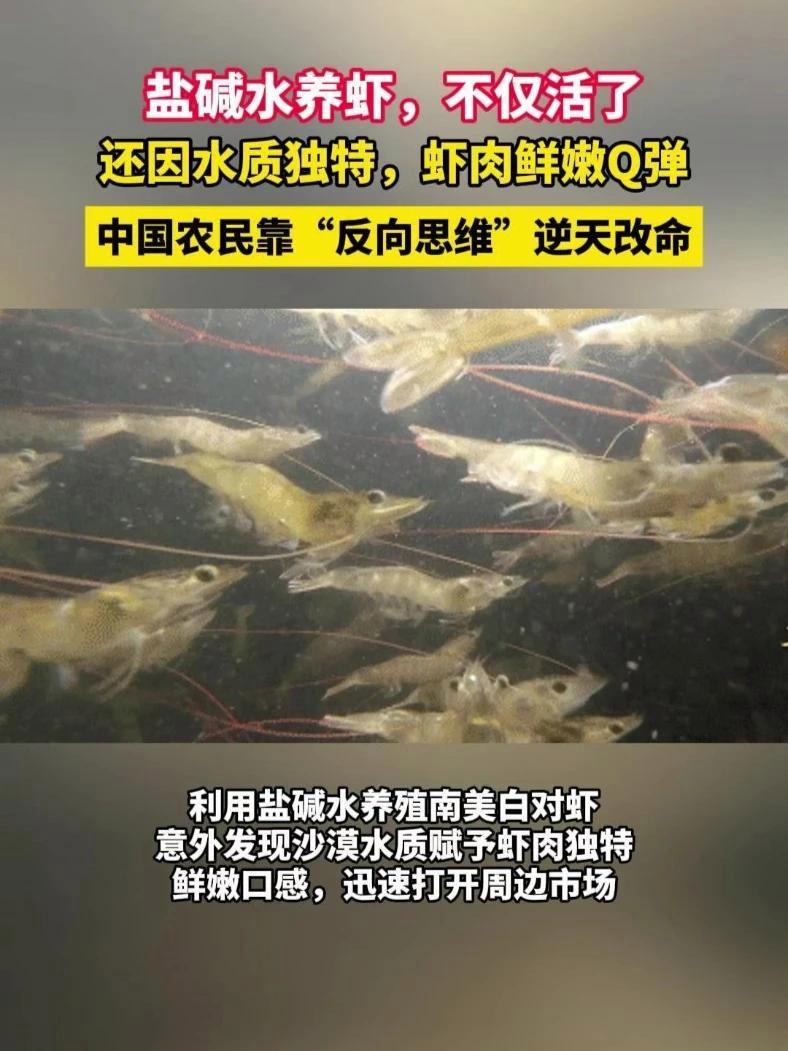 盐碱水养虾,不仅活了,还因水质独特,虾肉鲜嫩Q弹,中国农民靠“反向思维”逆天改命!盐碱水 
