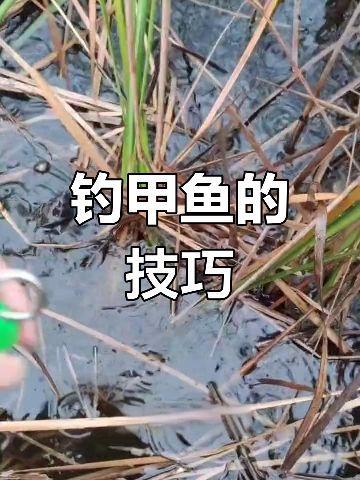 甲鱼钓法全攻略