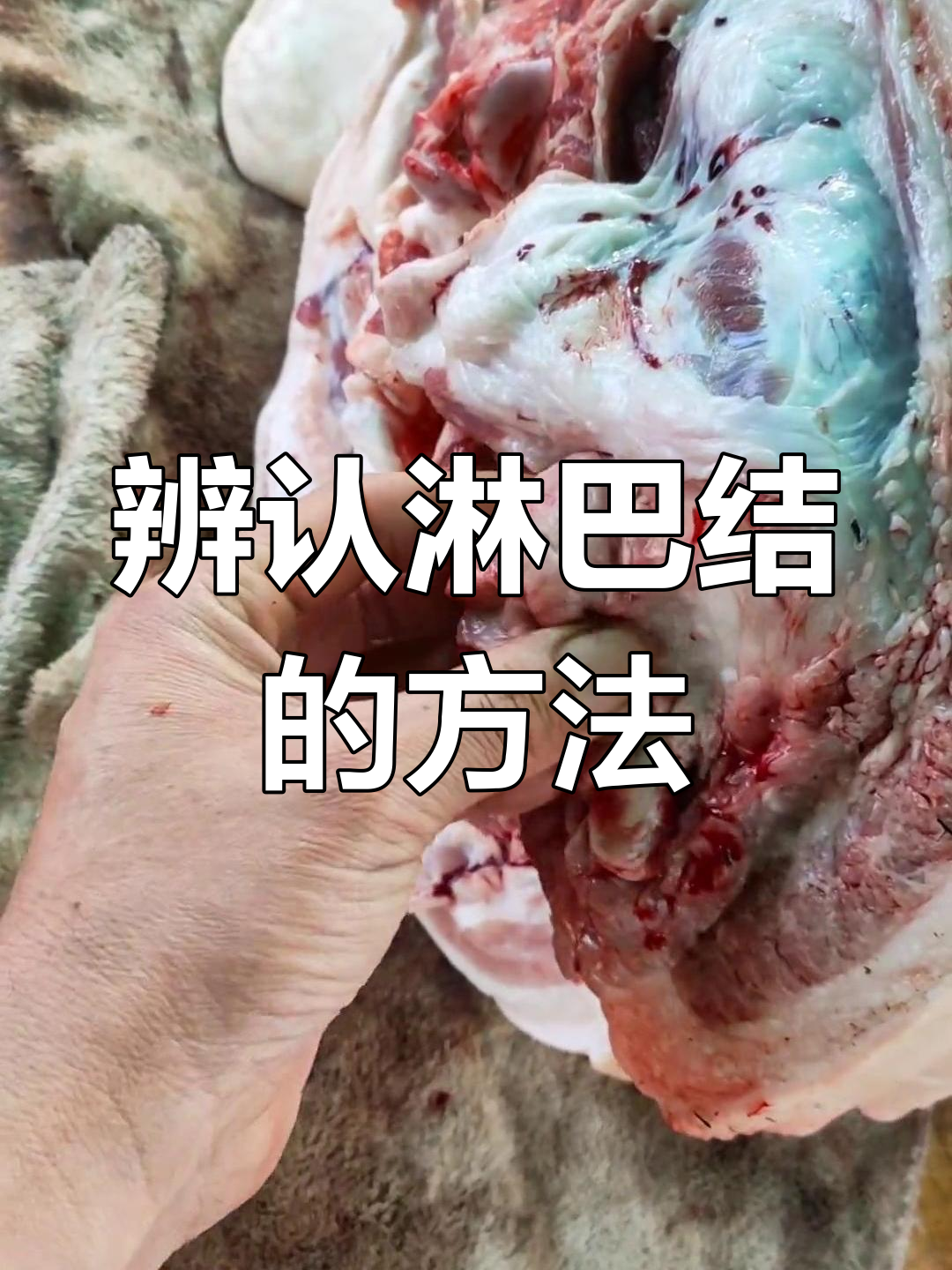 如何识别猪肉中的淋巴结