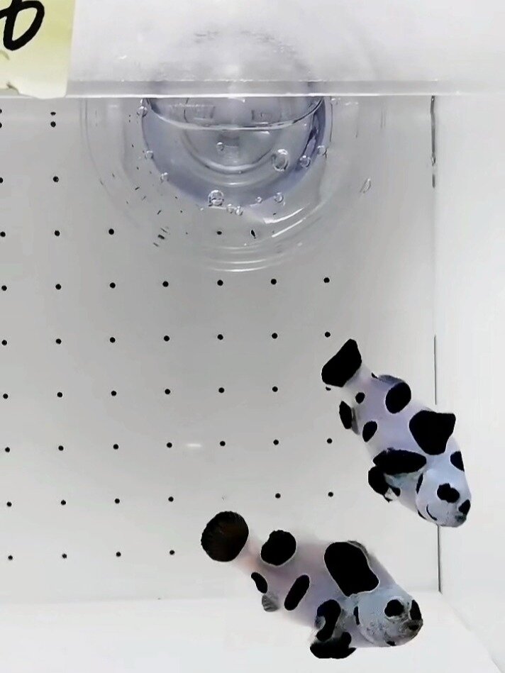 熊猫小丑鱼