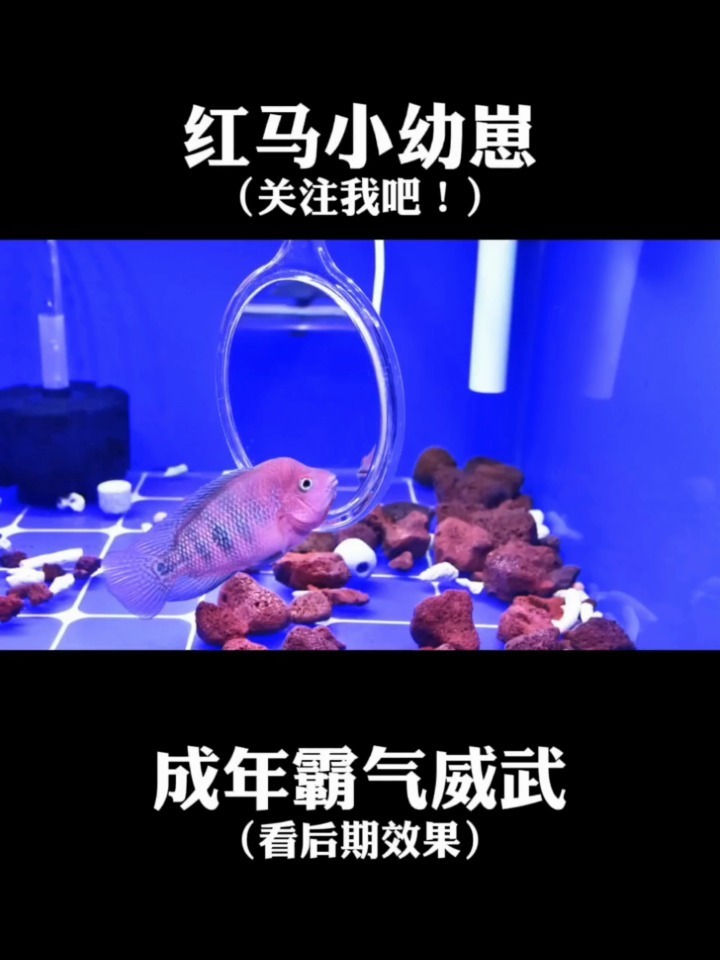 成年后超威武霸气的红马罗汉苗