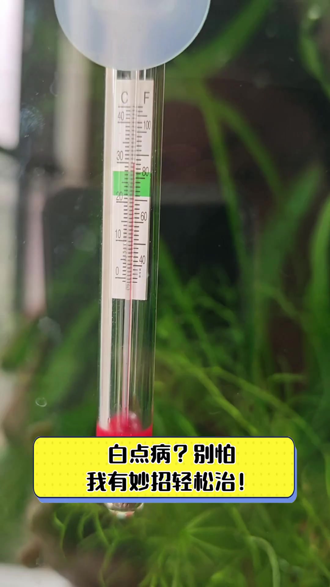 白点病?别怕,我有妙招轻松治!