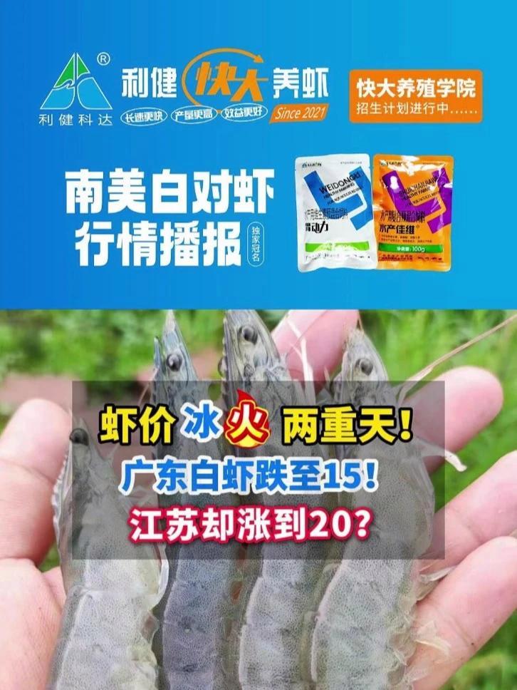 全国白虾行情冰火两重天!广东虾价跌至15!江苏却涨到20?虾价 对虾养殖 南美白对虾 三农