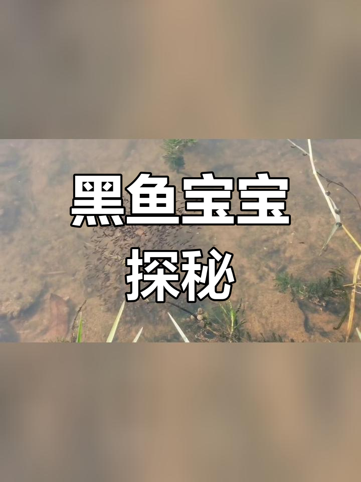 琵琶湖黑鱼幼崽的奇妙世界