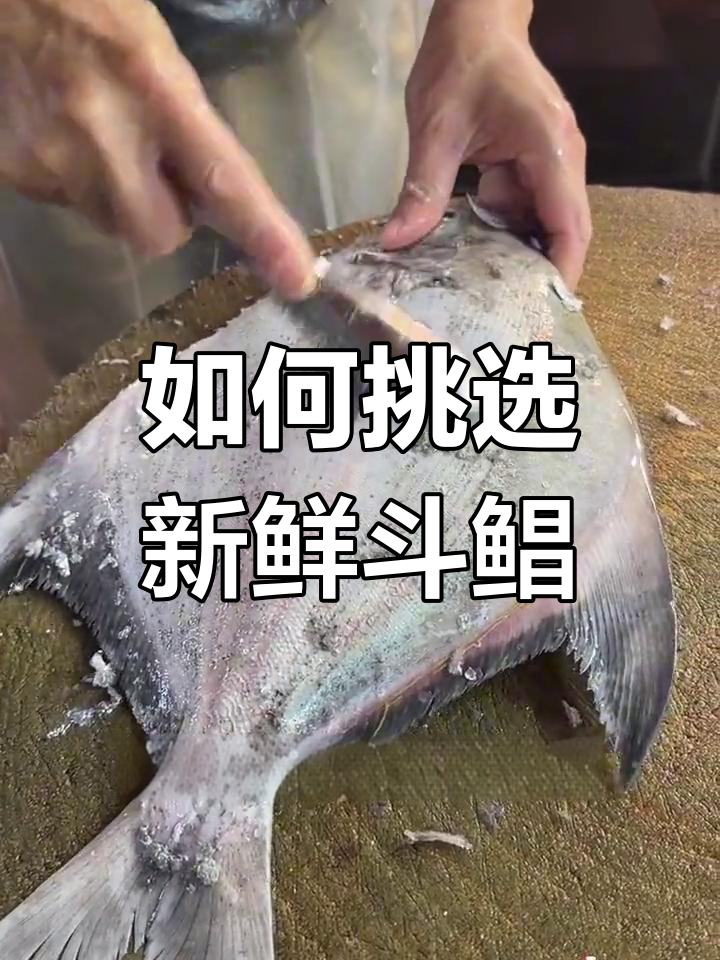 斗鲳鱼:鲜嫩如劳斯莱斯的秘密,如何判断新鲜度
