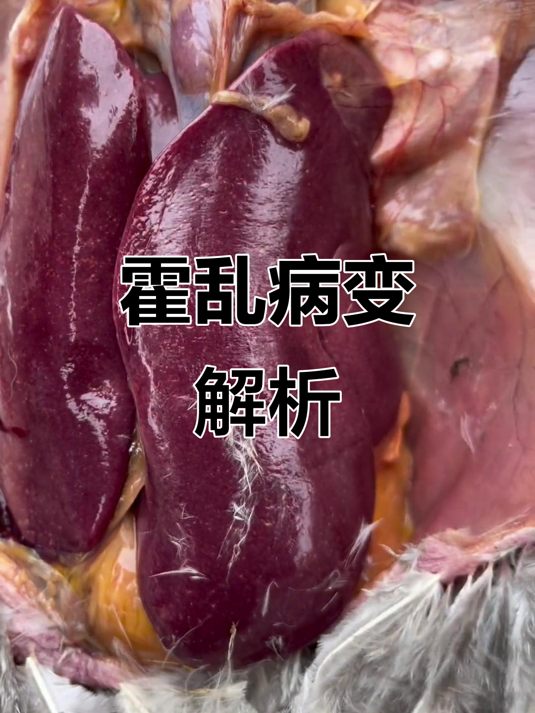 霍乱病与肝脏坏死点分析,养鸡人必看
