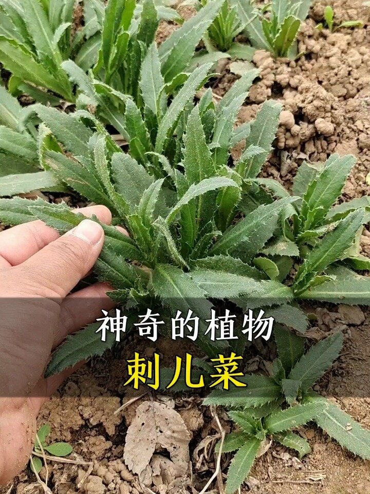 神奇的植物“刺儿菜”