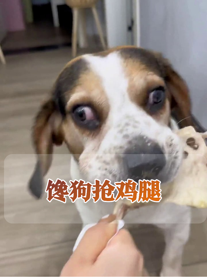 狗子为抢鸡腿急到站立，猫咪围观笑出表情包