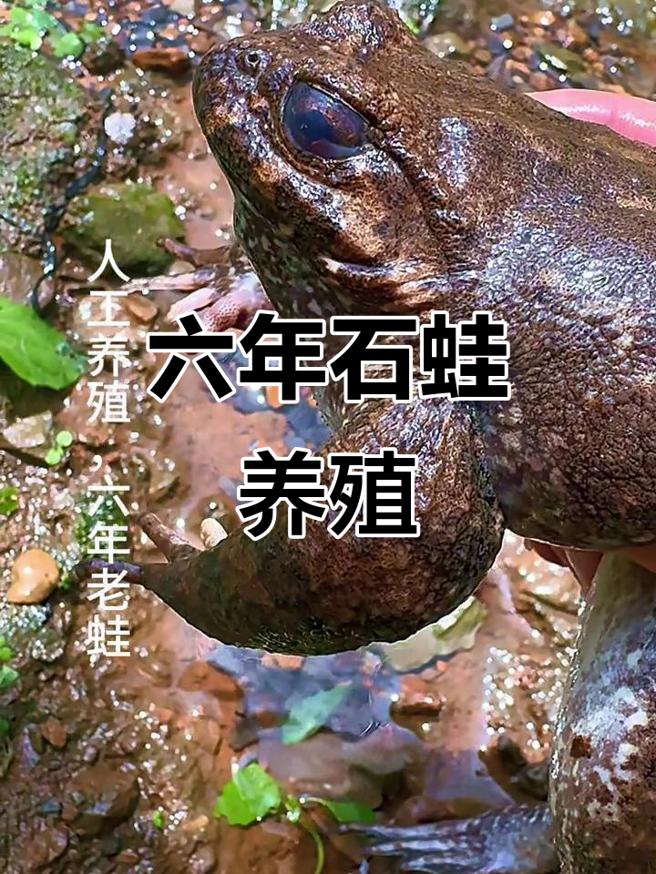 石蛙养殖六年，半斤重人工饲养的吉胸蛙