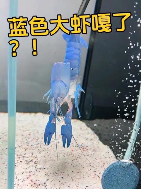 我的蓝色大虾嘎了？！