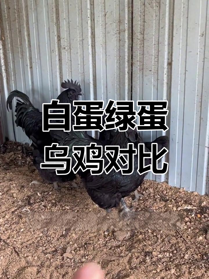 区分白蛋绿蛋乌鸡品种