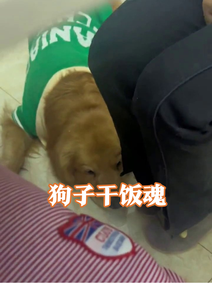主人狂炫鸡脚,狗子桌下急出表情包,换个姿势继续等