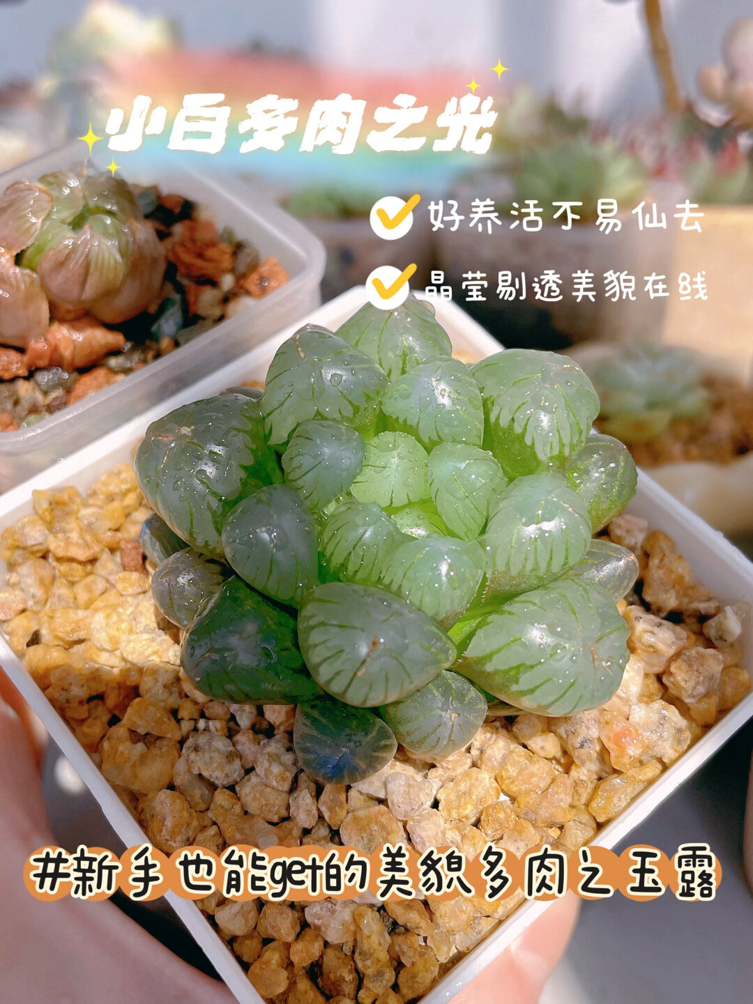 职场小白新手多肉植物推荐之玉露篇