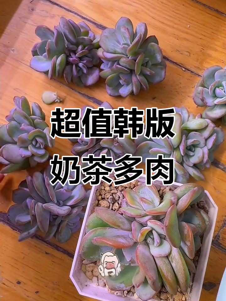 韩版奶茶多肉,超值性价比!