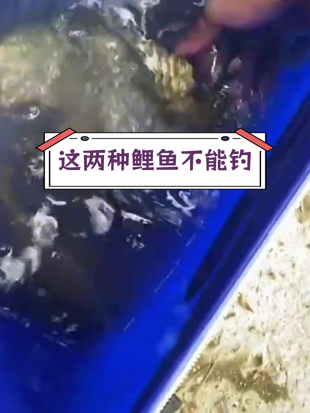 钓到这2种鲤鱼必须放生
