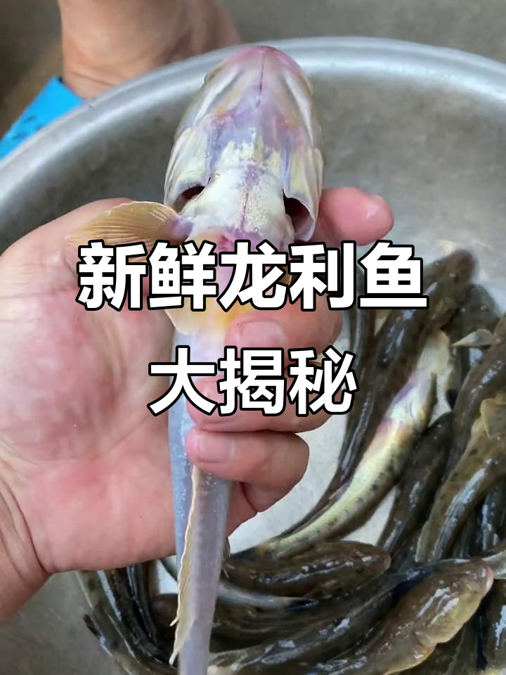 龙利鱼新鲜出炉，活蹦乱跳的海鲜美味等你来尝