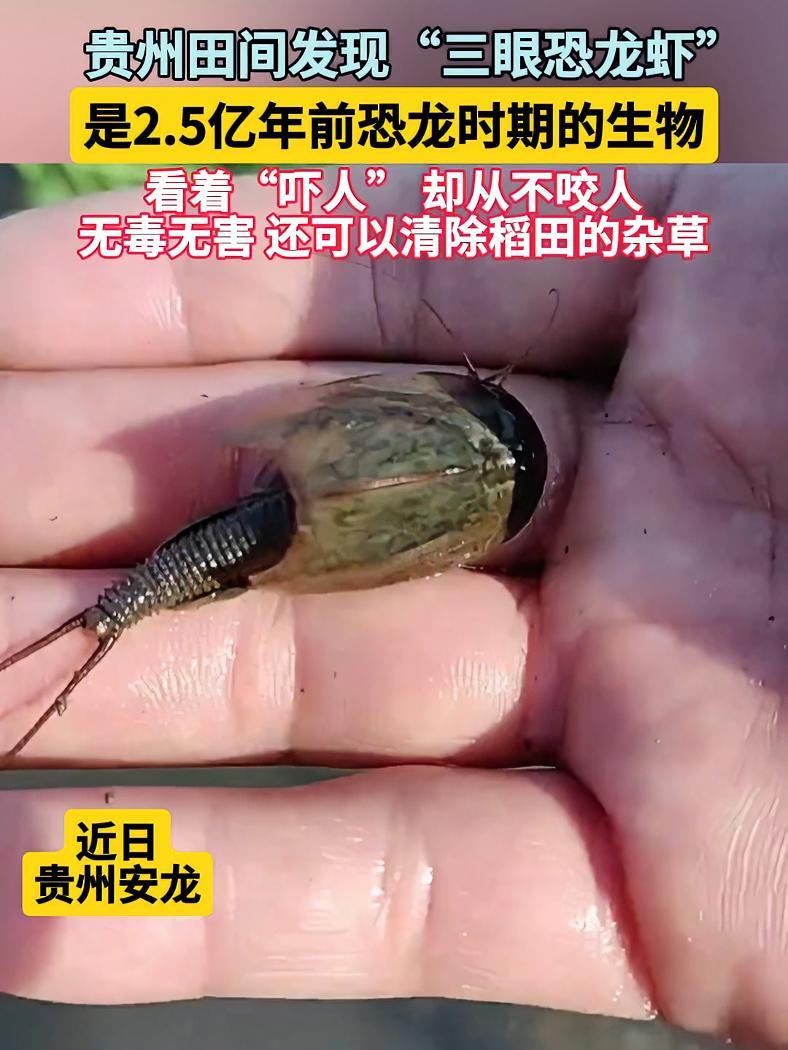 贵州田间发现“三眼恐龙虾”,是2.5亿年前恐龙时期的生物,你认识吗?三眼恐龙虾