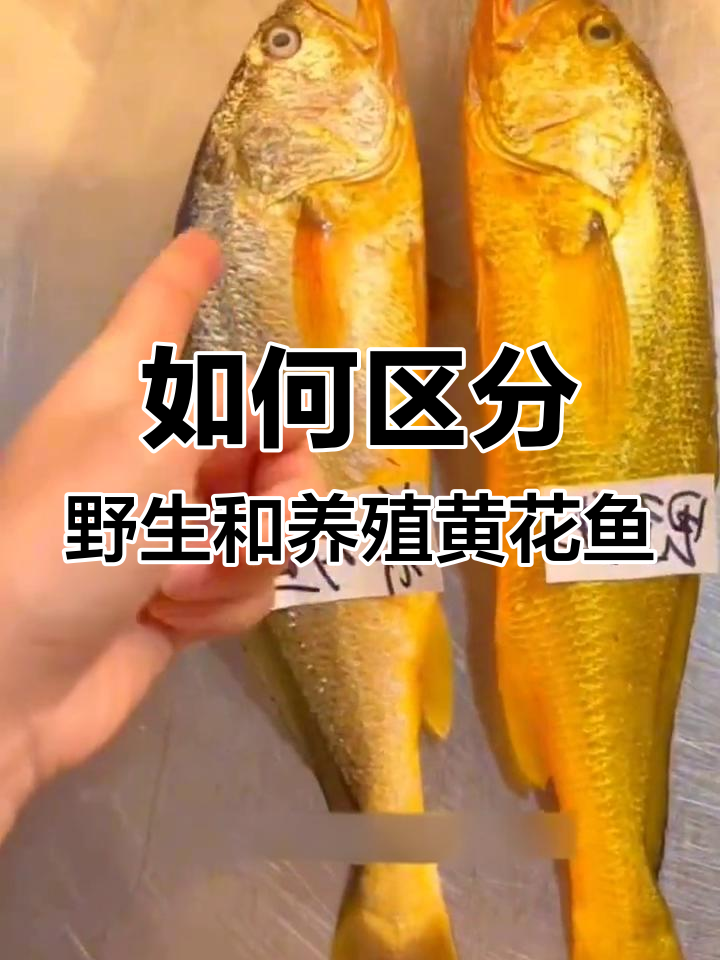 野生黄花鱼与养殖的区别,如何辨别真伪