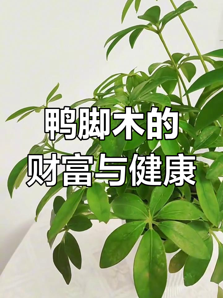 鸭脚木:招财又治病的神奇植物