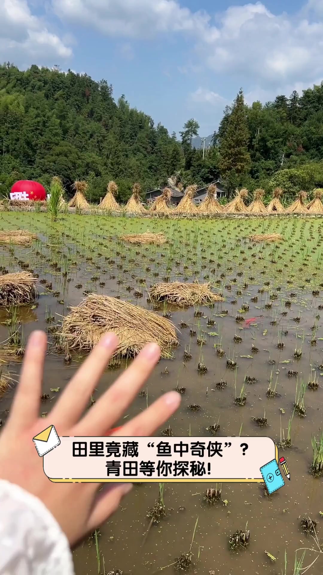 田里竟藏“鱼中奇侠”?青田等你探秘!