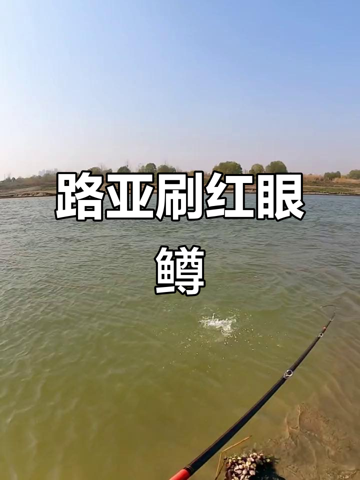 铅头钩钓红眼鳟,谭淼路亚单钩技巧大揭秘