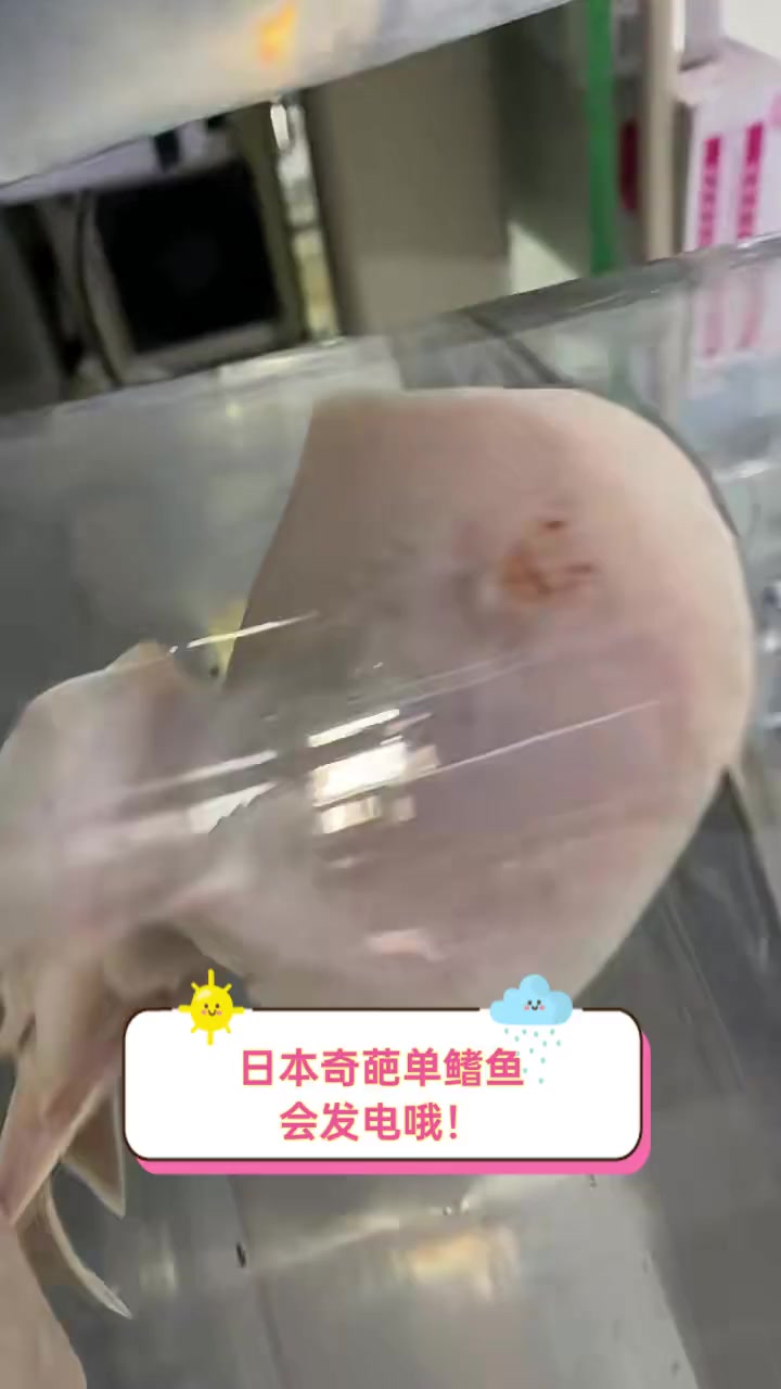 日本奇葩单鳍鱼,会发电哦!