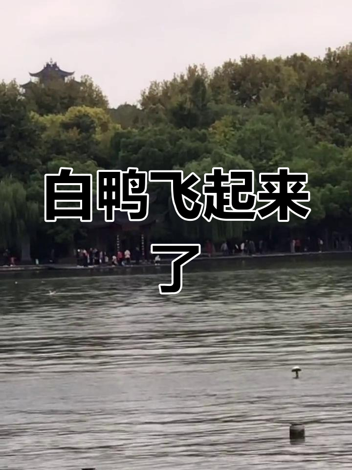 唯一一只白色野鸭腾空而起