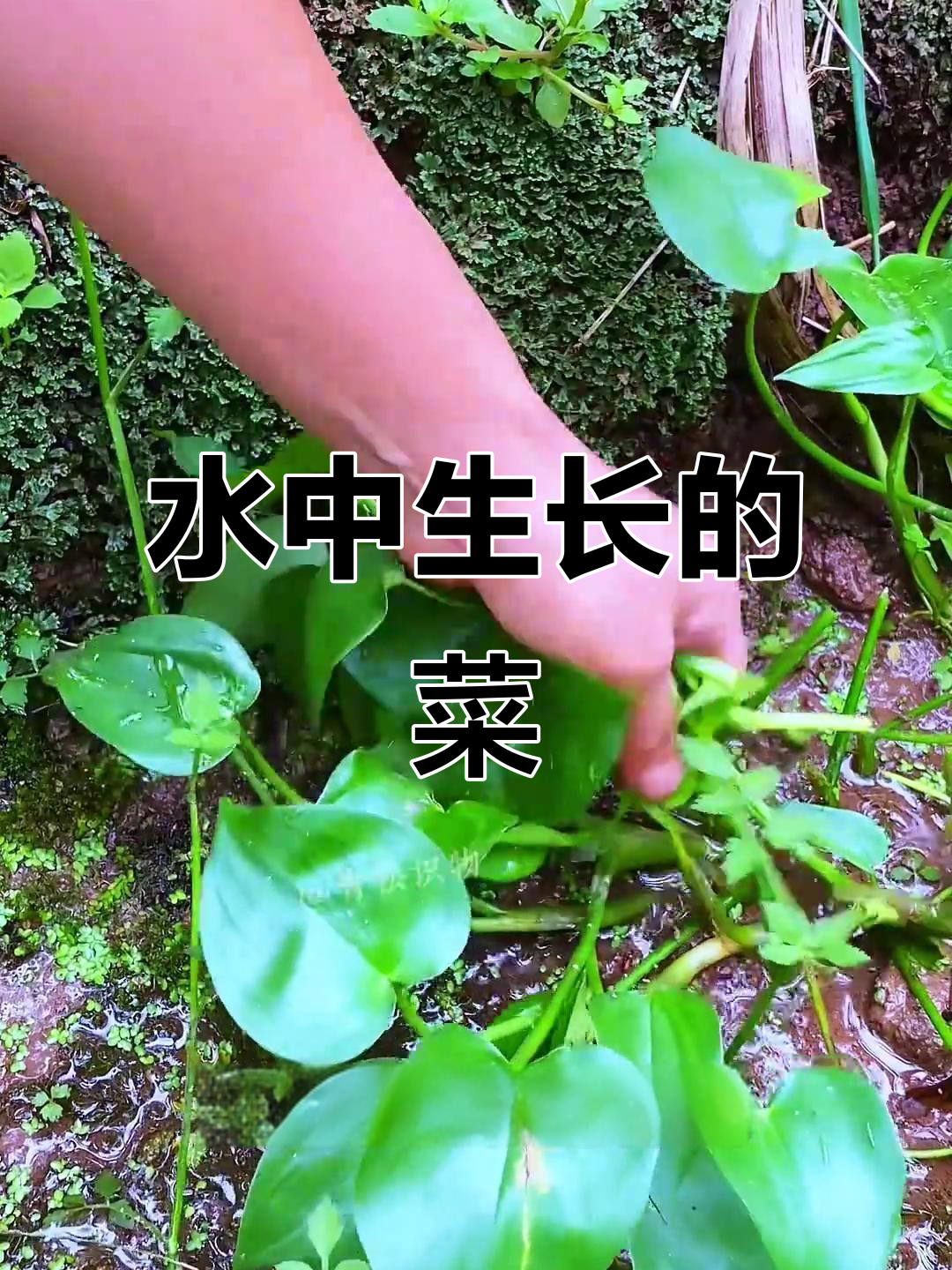 水里长的18种神奇蔬菜,看看你吃过几种?