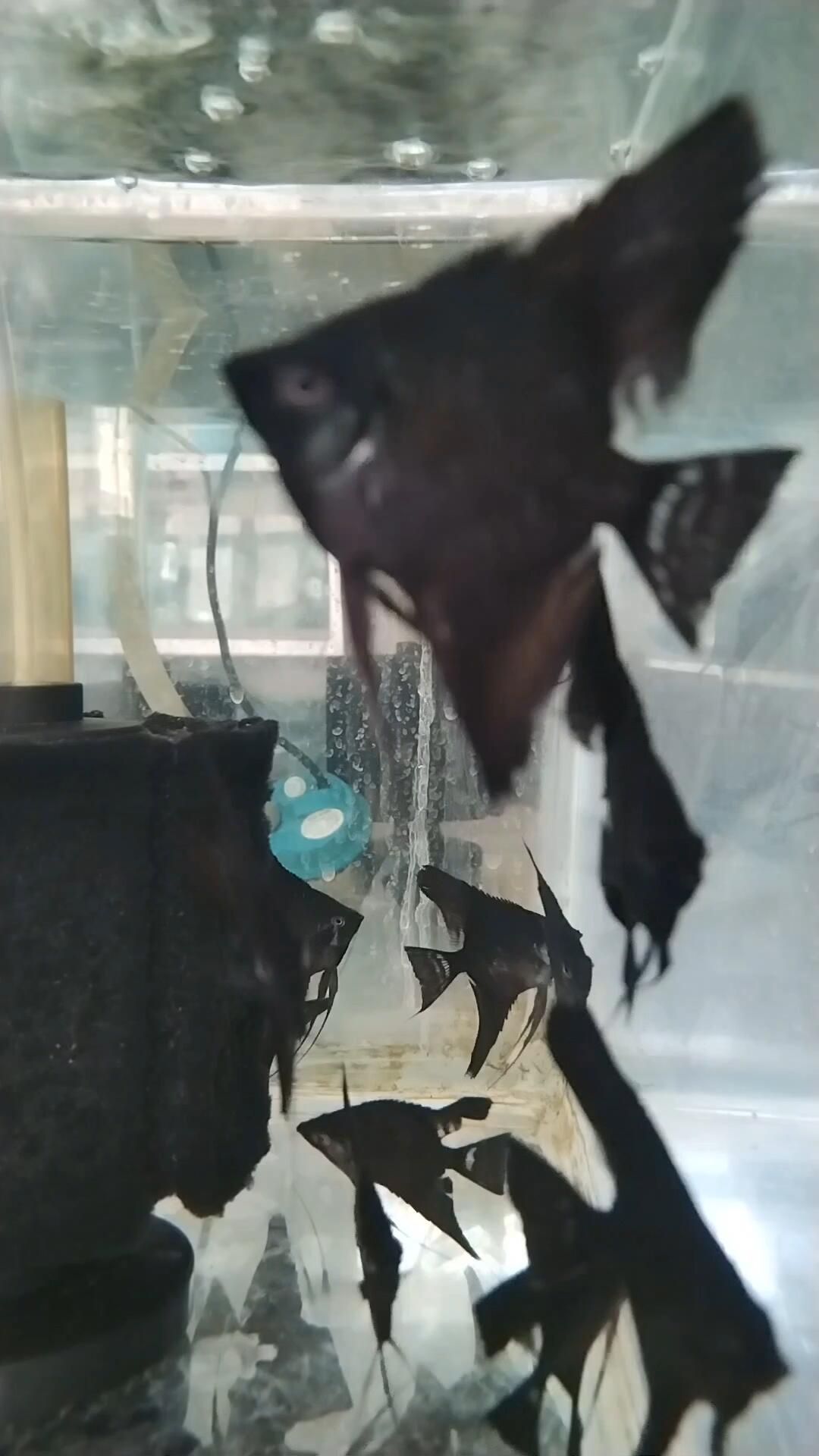 宽鳍短板虎头拉丝墨燕鱼苗