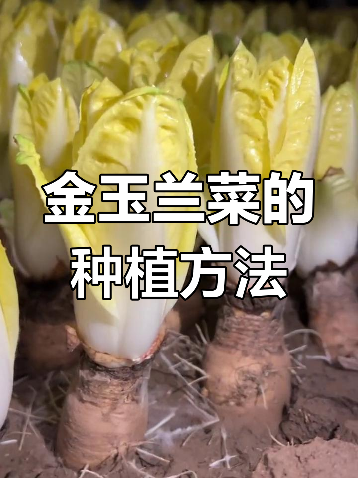 金玉兰菜种植技巧:阳台小院也能轻松种