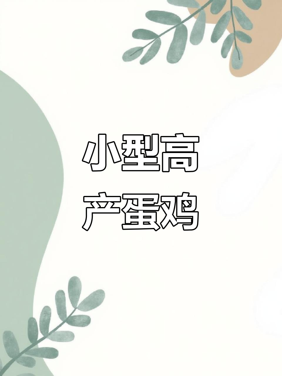 农大三号蛋鸡:小体型高产能,抗病力强