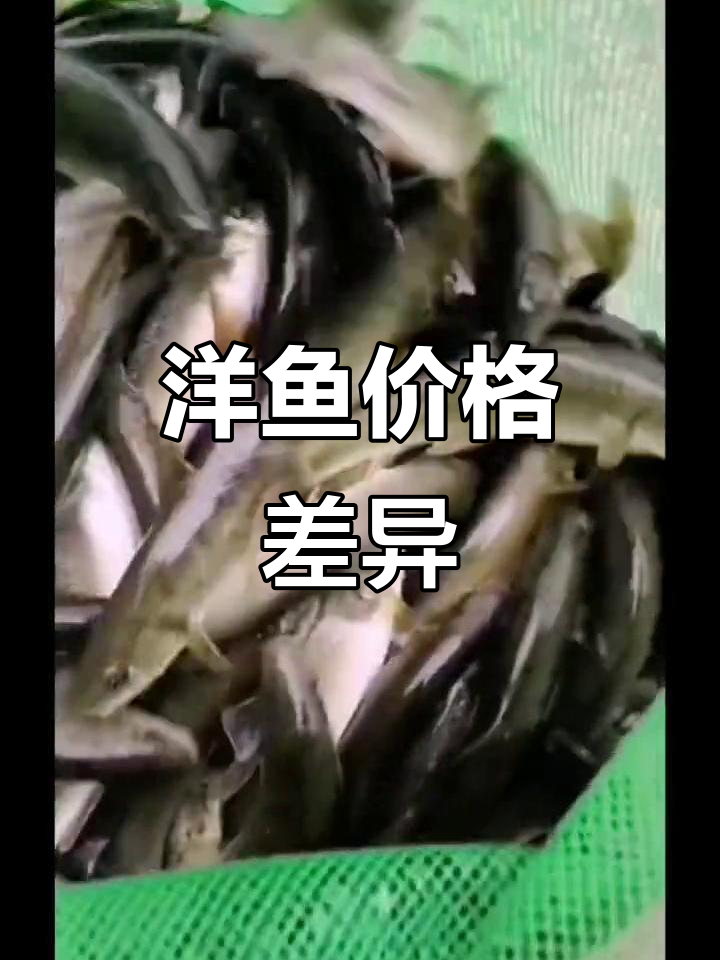 洋鱼价格各异,大中小不同价,快来选购!