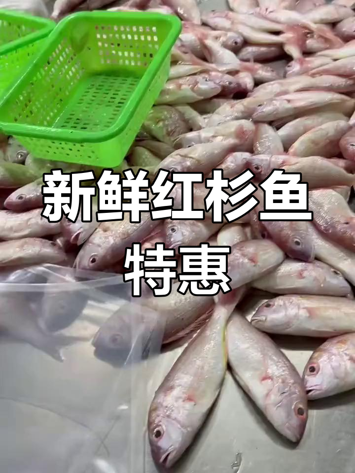 红杉鱼大量现货,去内脏后不同规格价格